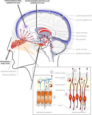 Intranasal Delivery of Nerve Growth Factor in Neurodegenerative Diseases and Neurotrauma